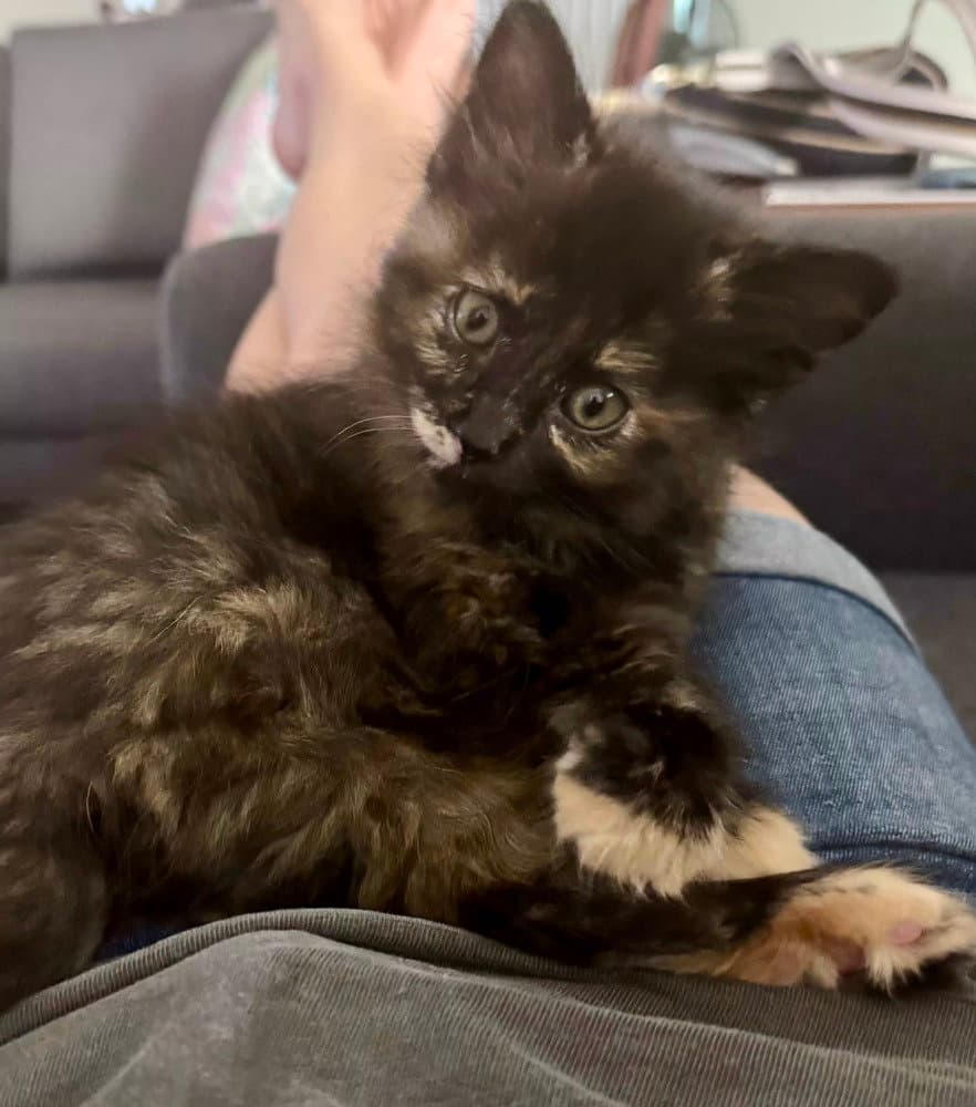 Sunny - Domestic Medium Hair