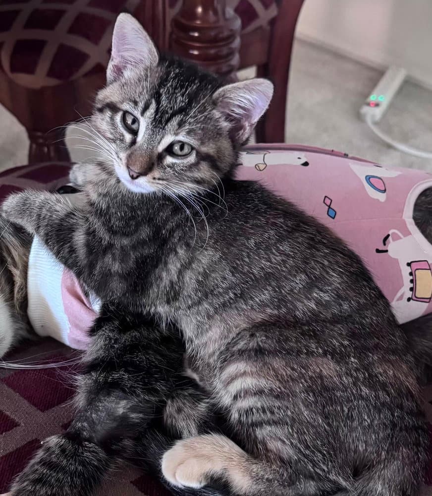 Rainbow - Domestic Medium Hair