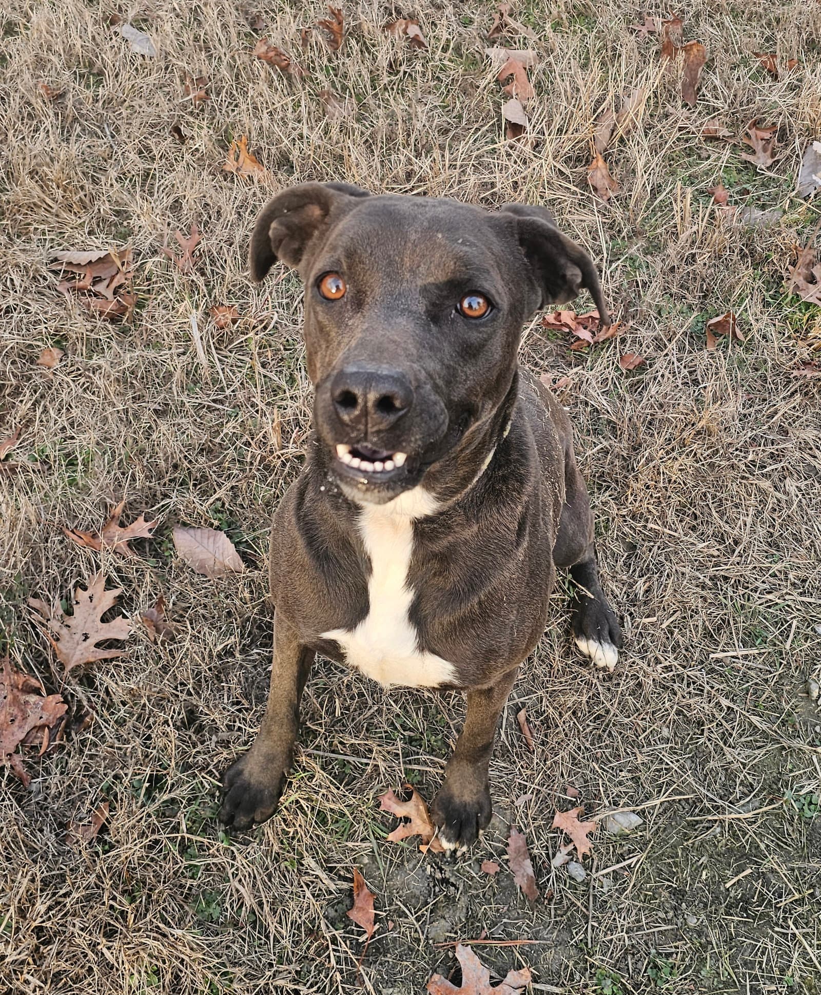 Nova - Labrador Retriever