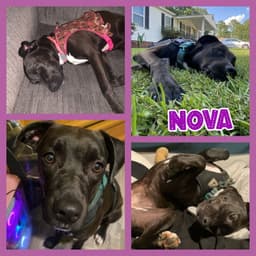 Nova image 4