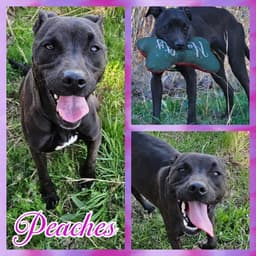 Peaches image 1