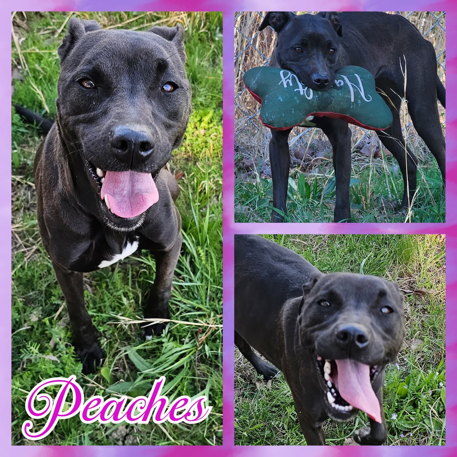 Peaches - American Staffordshire Terrier