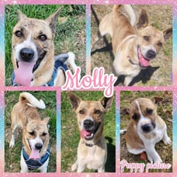 Molly image 1