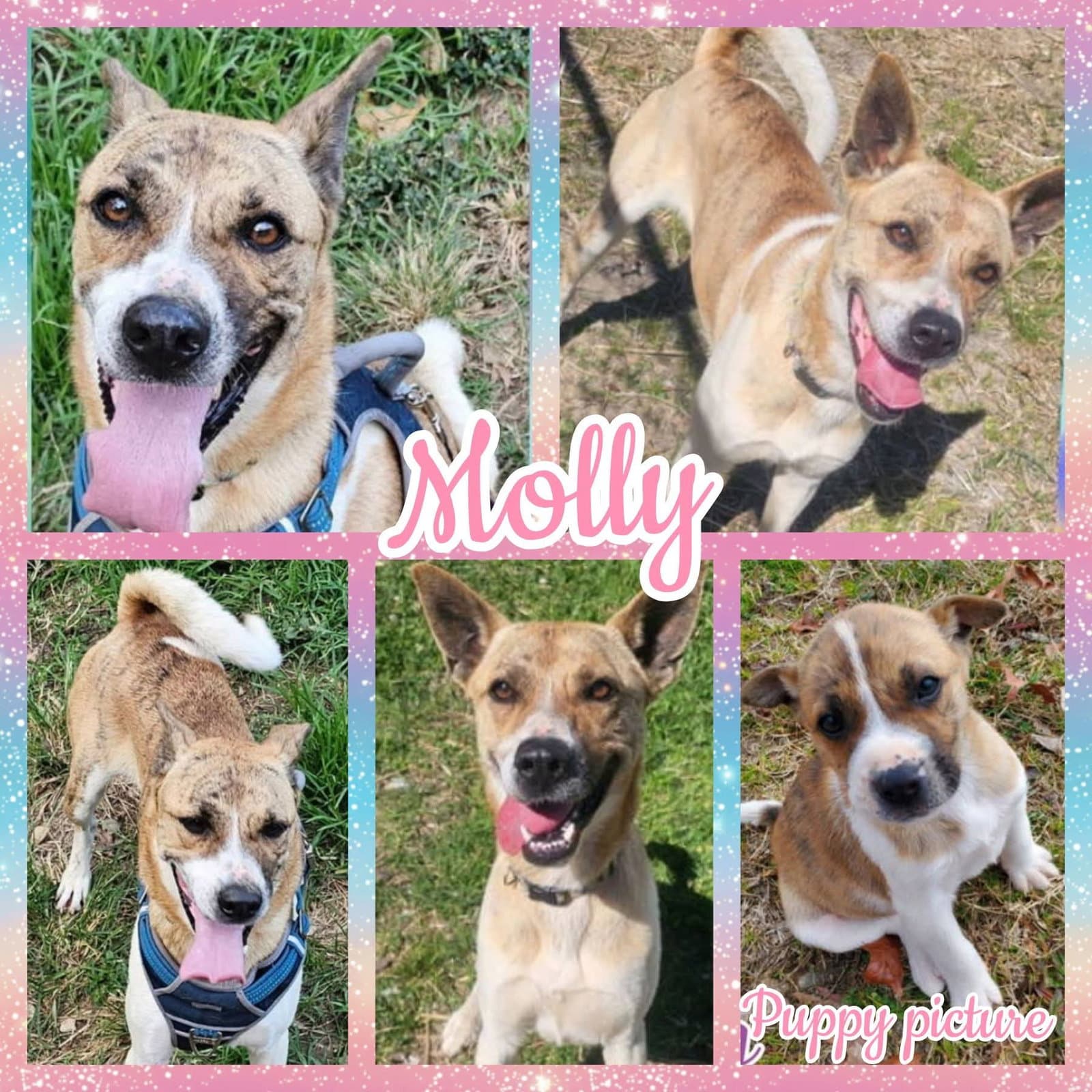 Molly - Akita
