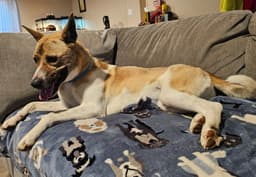 Molly image 4
