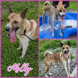 Molly image 2