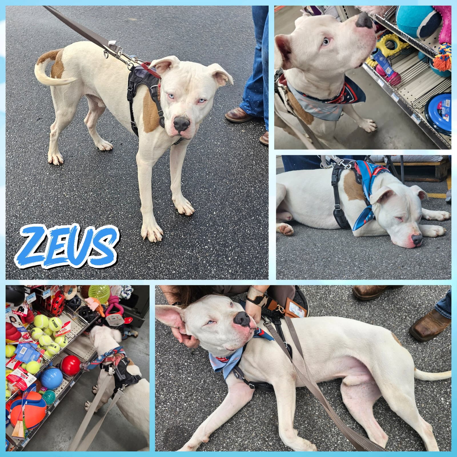 Zeus - American Bulldog
