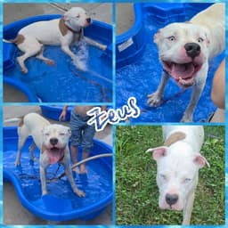 Zeus image 2