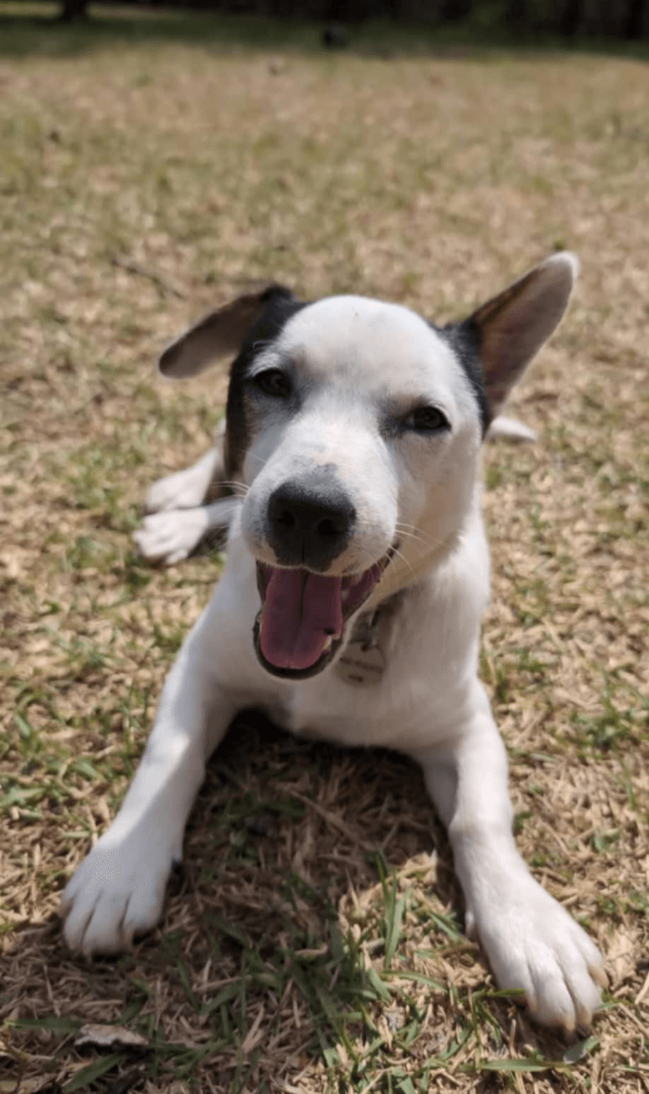 Uno - Jack Russell Terrier