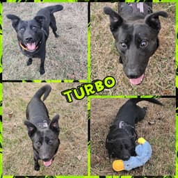 Turbo image 1