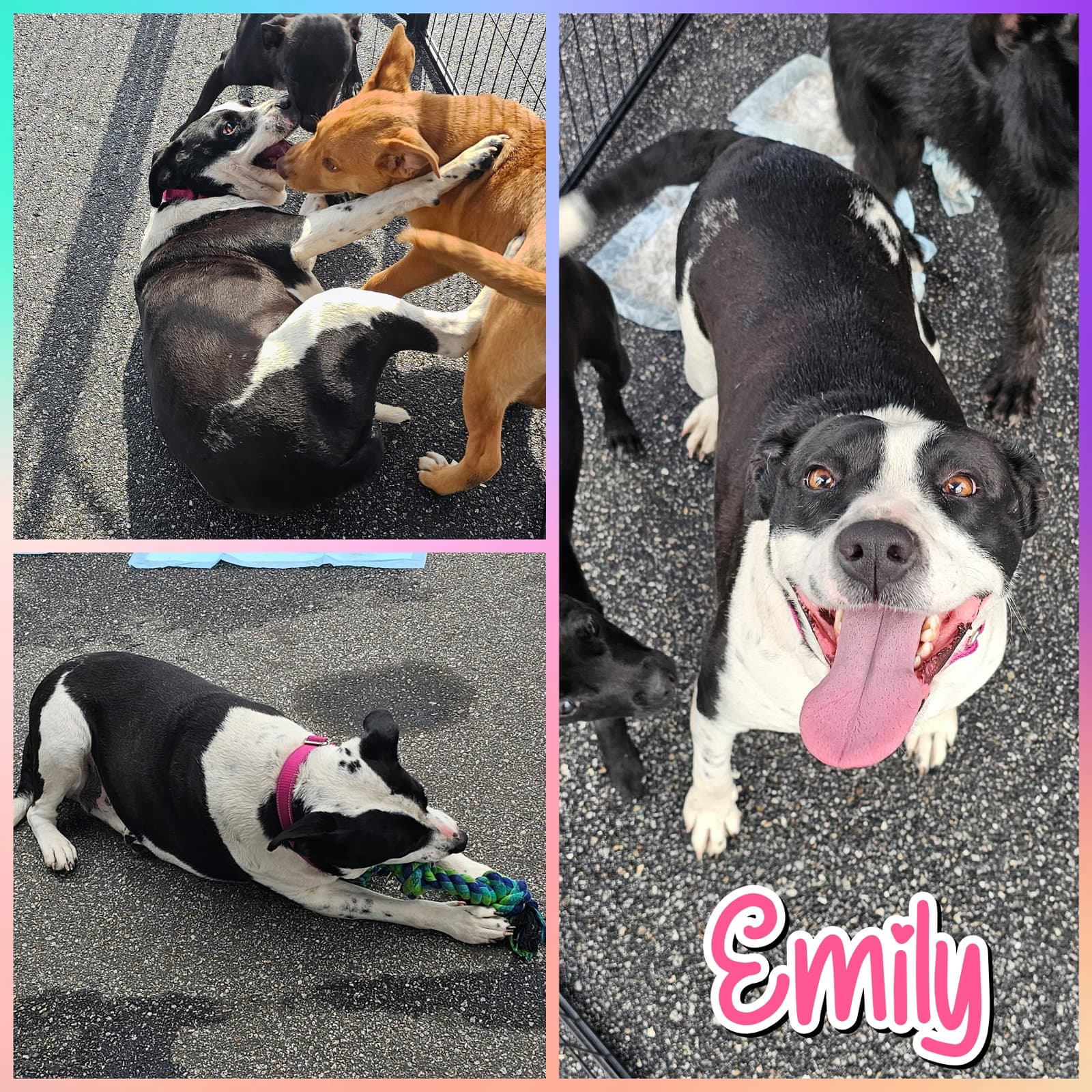 Emily - American Staffordshire Terrier