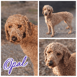 Opal image 1