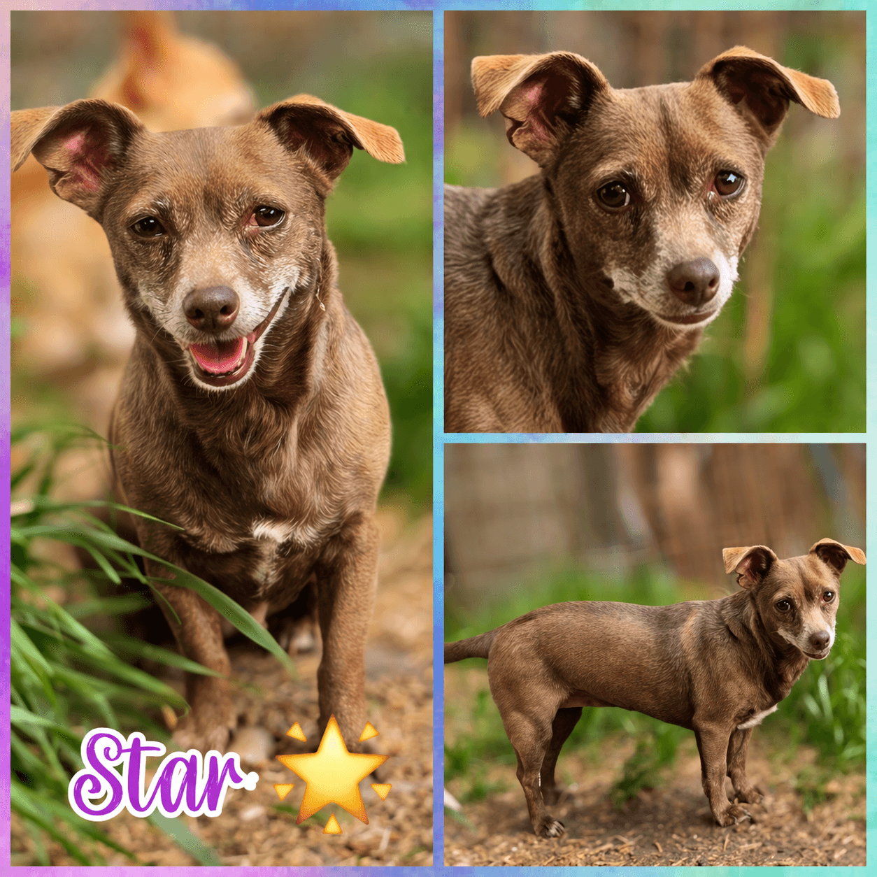Star - Chihuahua