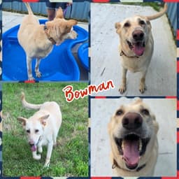 Bowman image 3