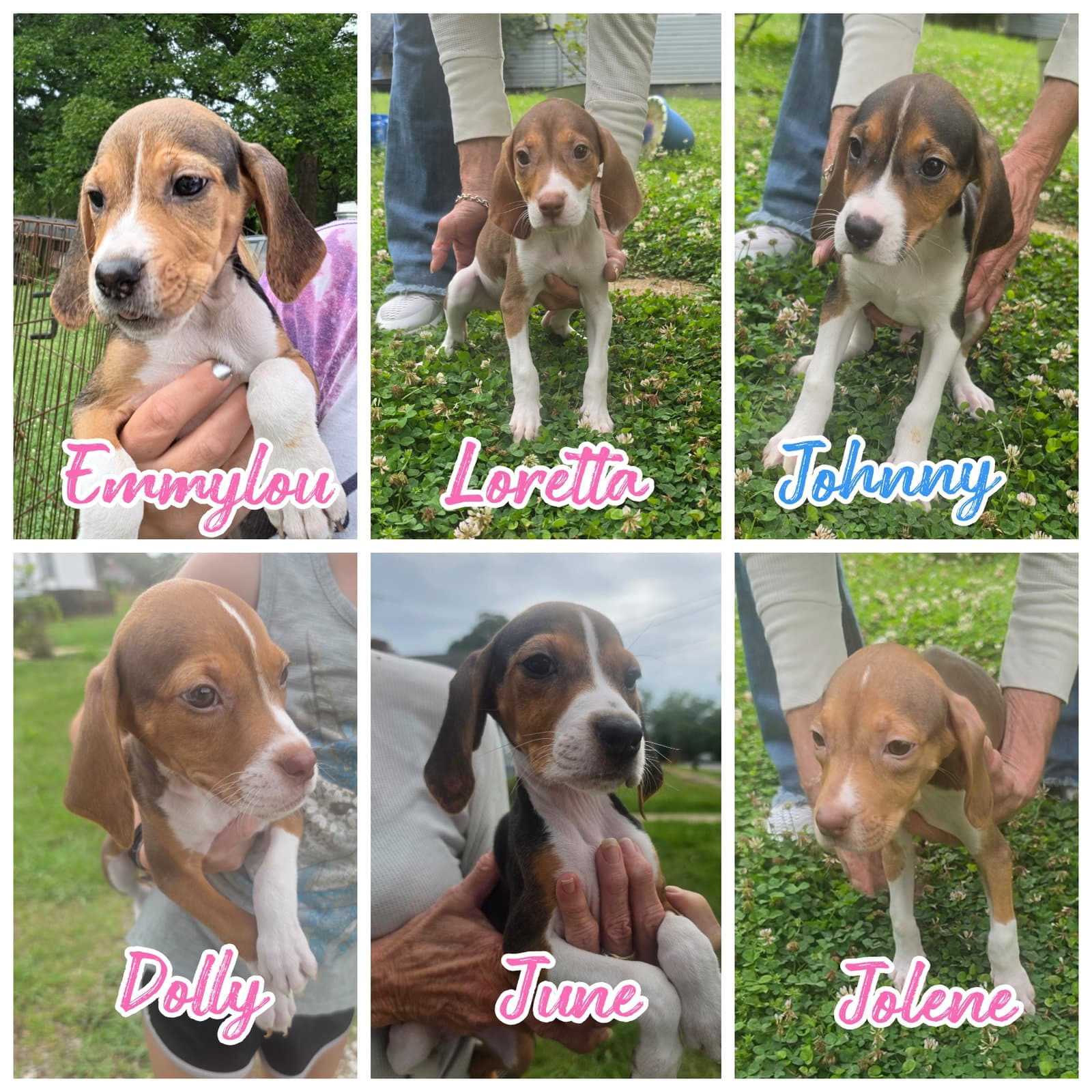 Loretta - Treeing Walker Coonhound