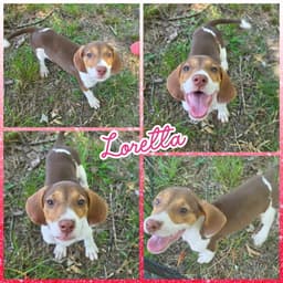 Loretta image 2
