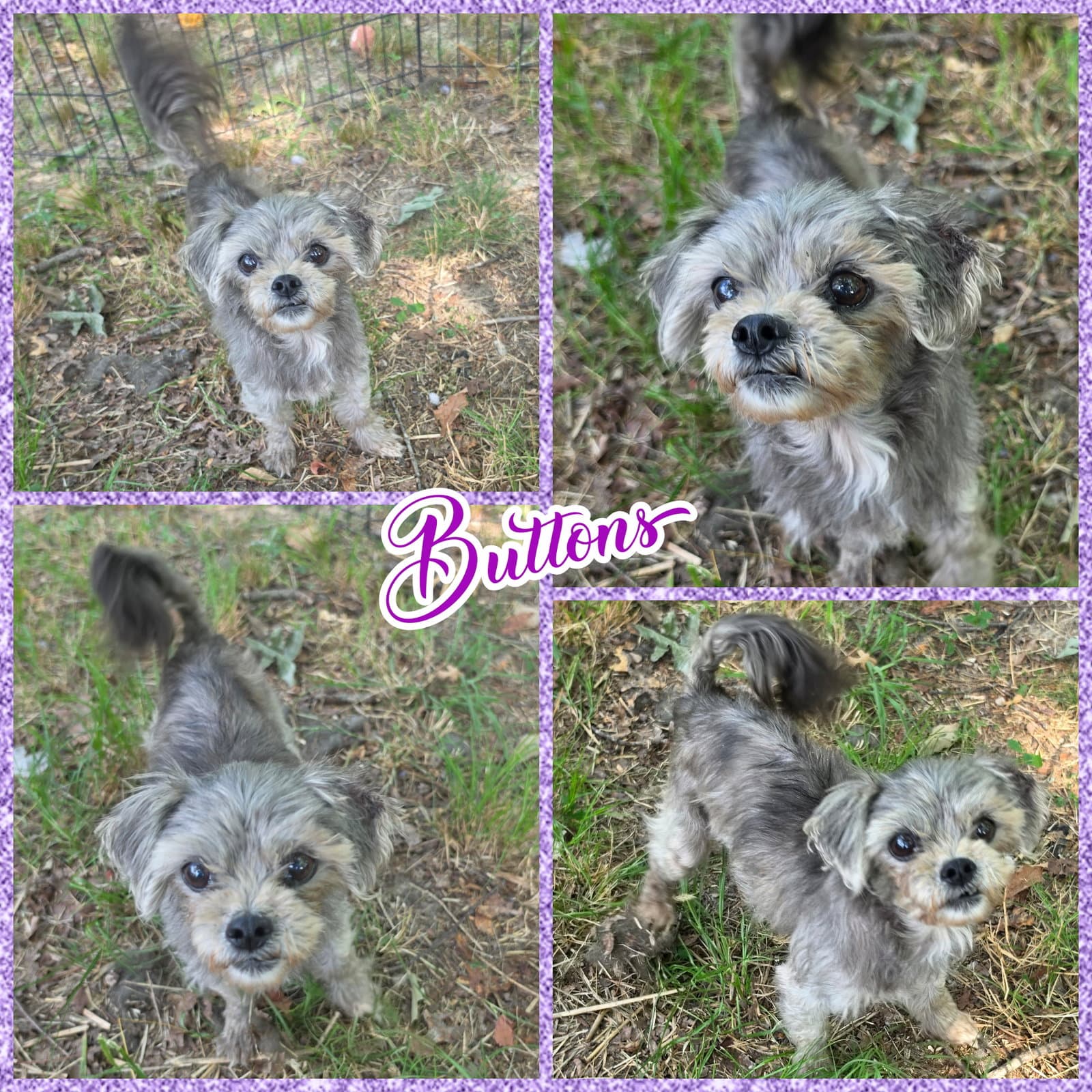 Buttons - Shih Tzu