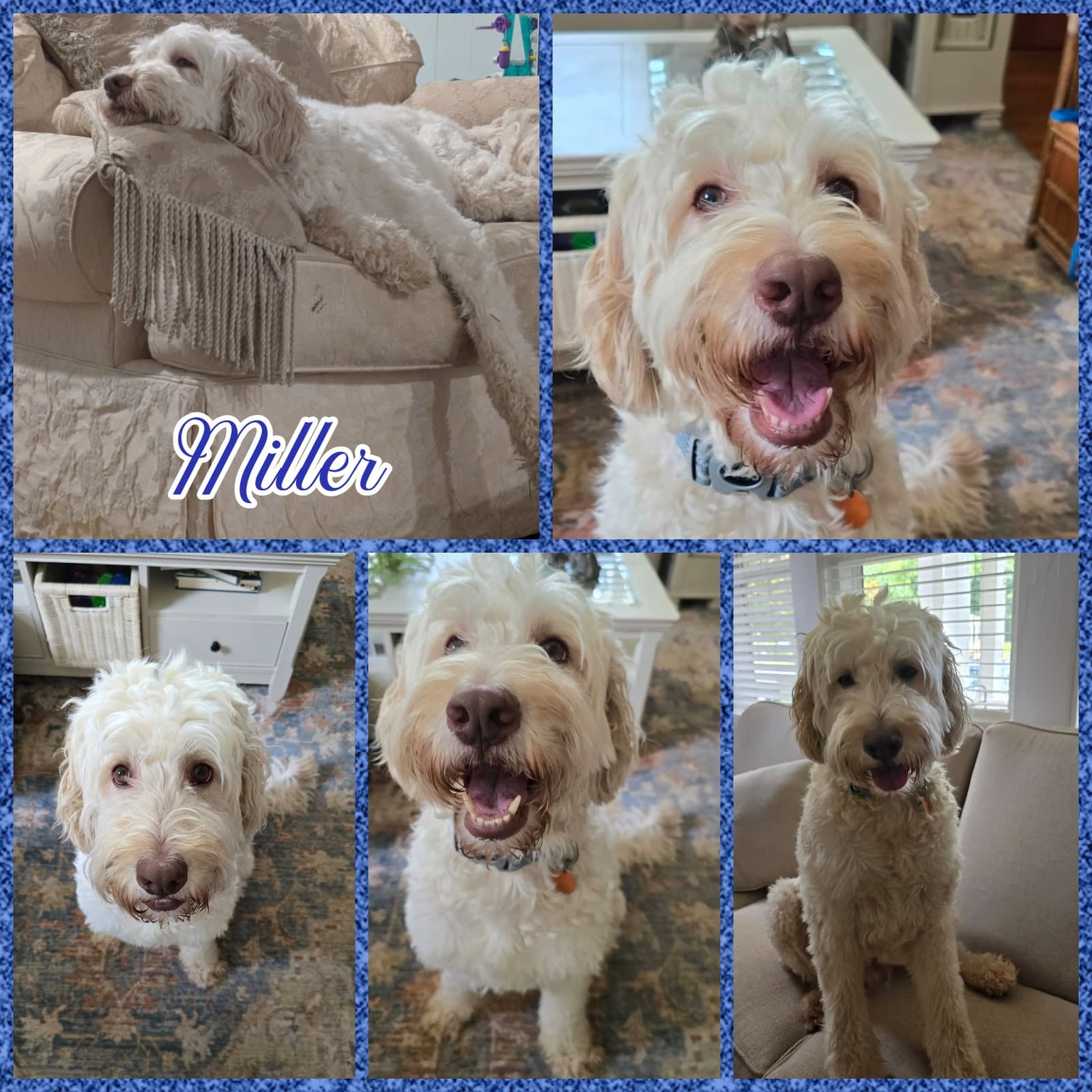 Miller - Poodle (Standard)