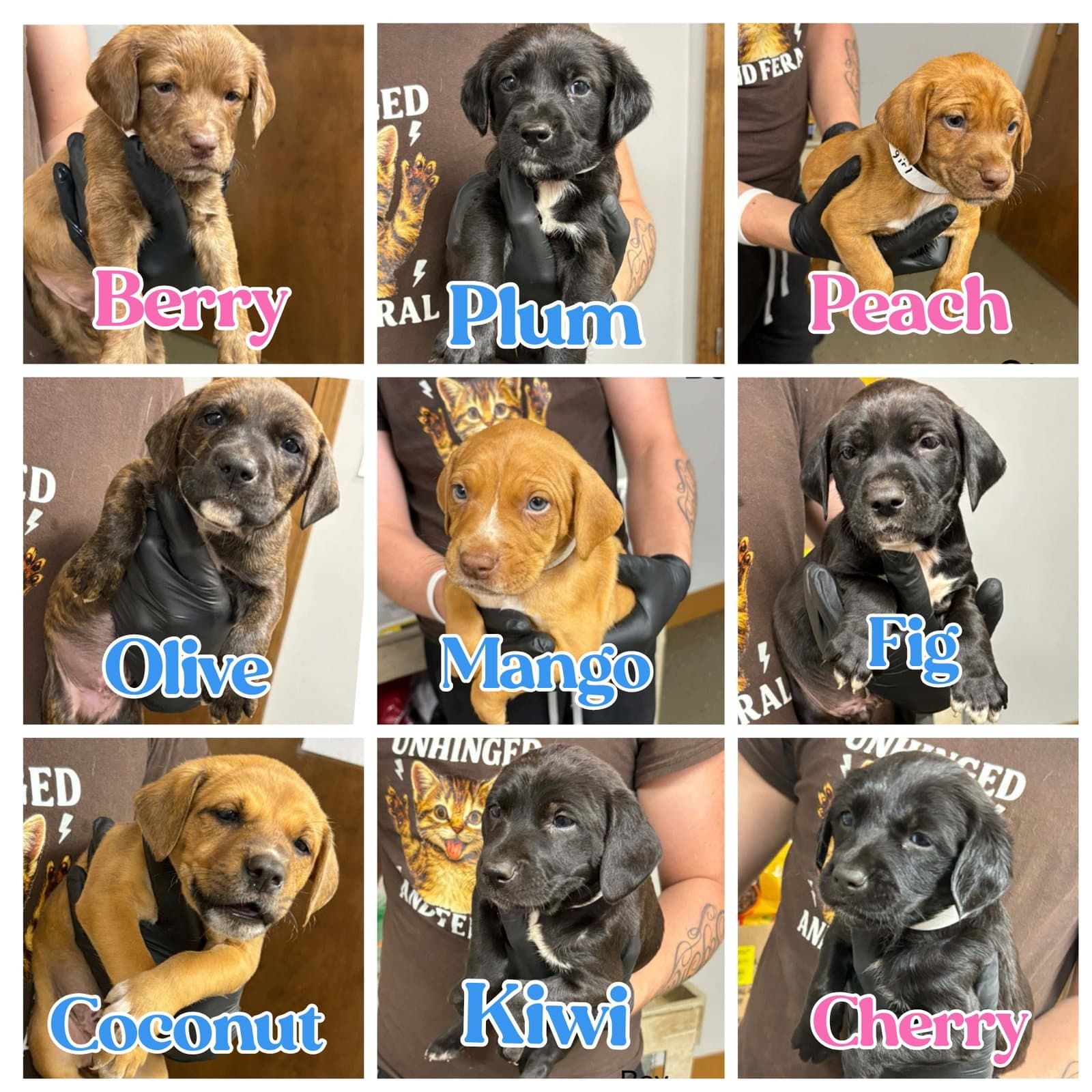 Fig  Siblings - Labrador Retriever