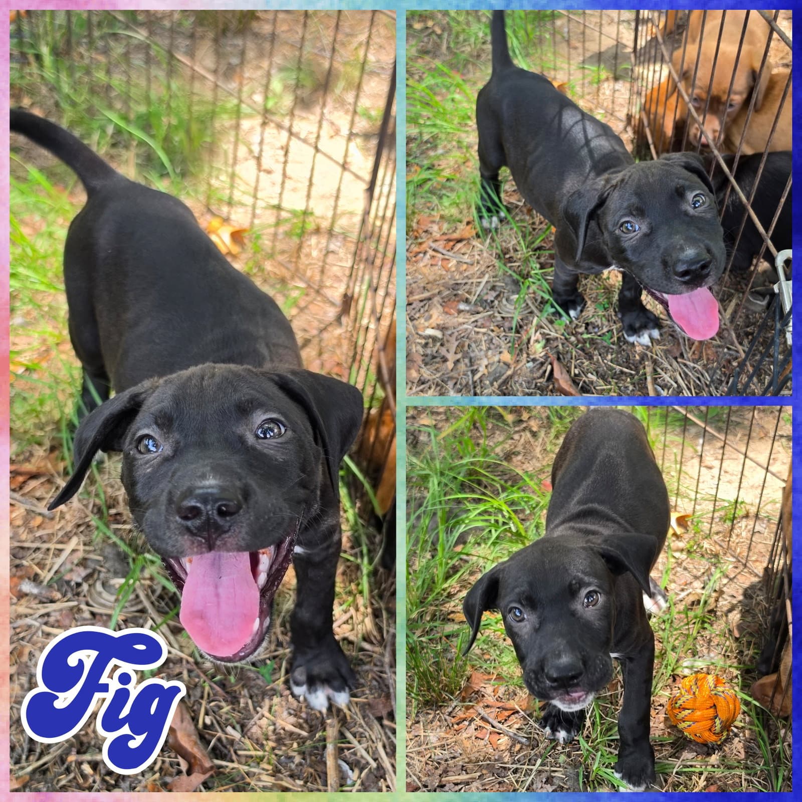 Fig  Siblings - Labrador Retriever