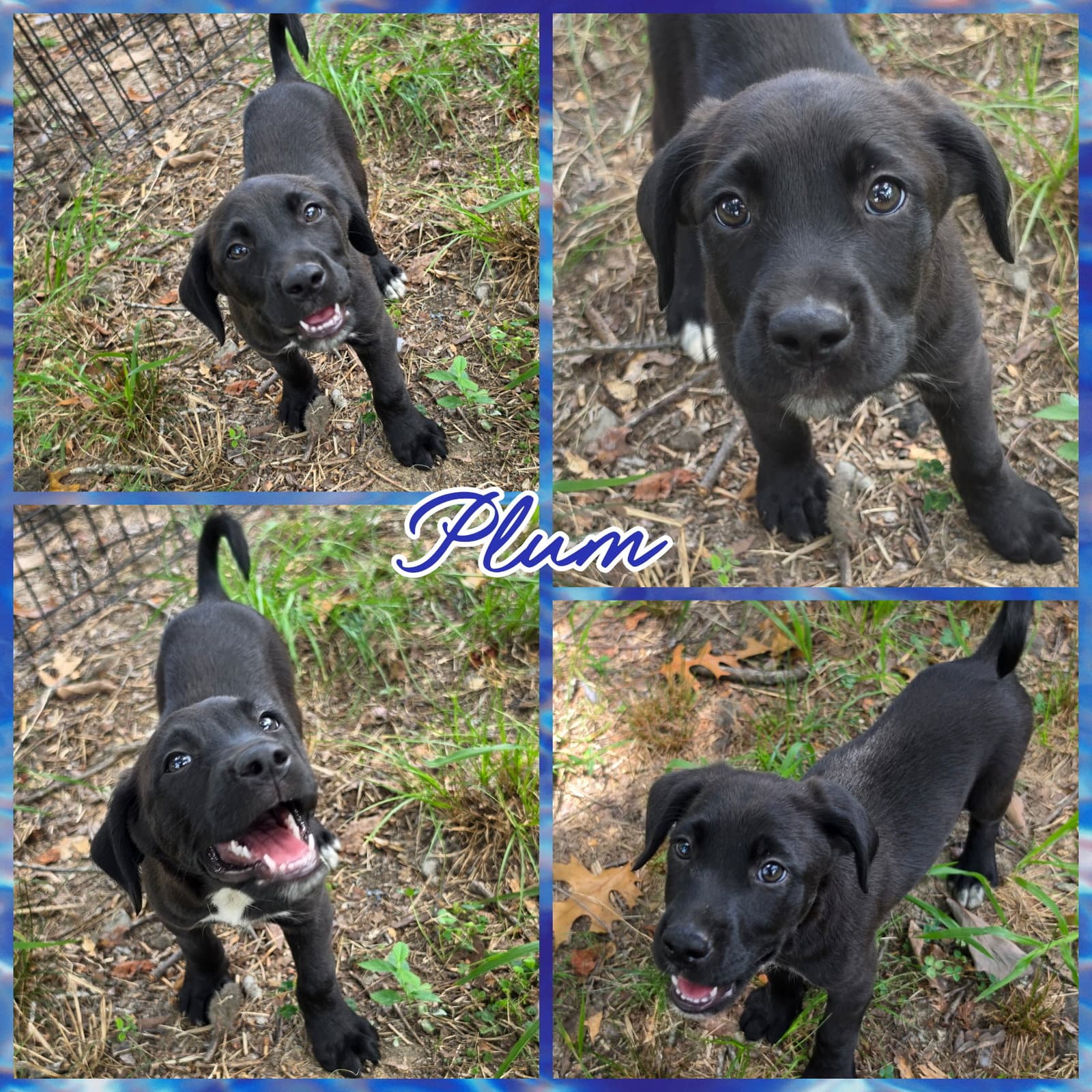 Plum - Labrador Retriever
