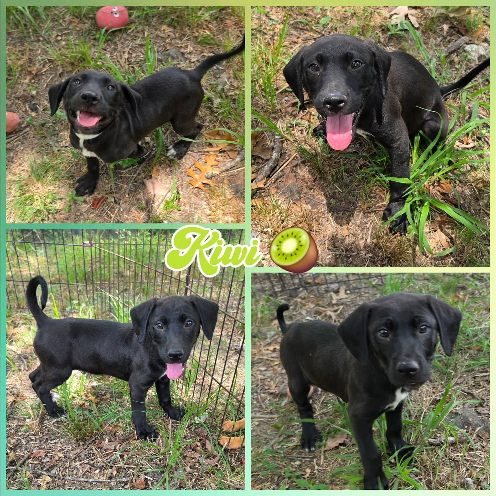 Kiwi - Labrador Retriever