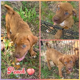 Peach image 1