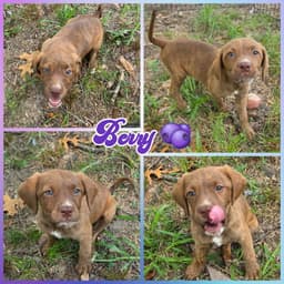 Berry image 1