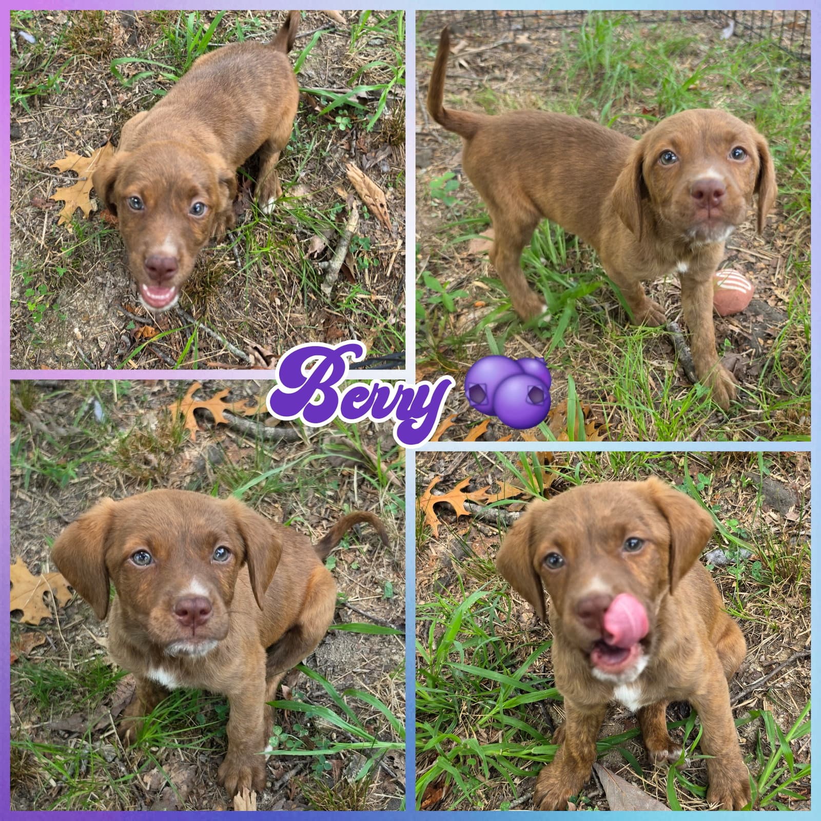 Berry - Labrador Retriever