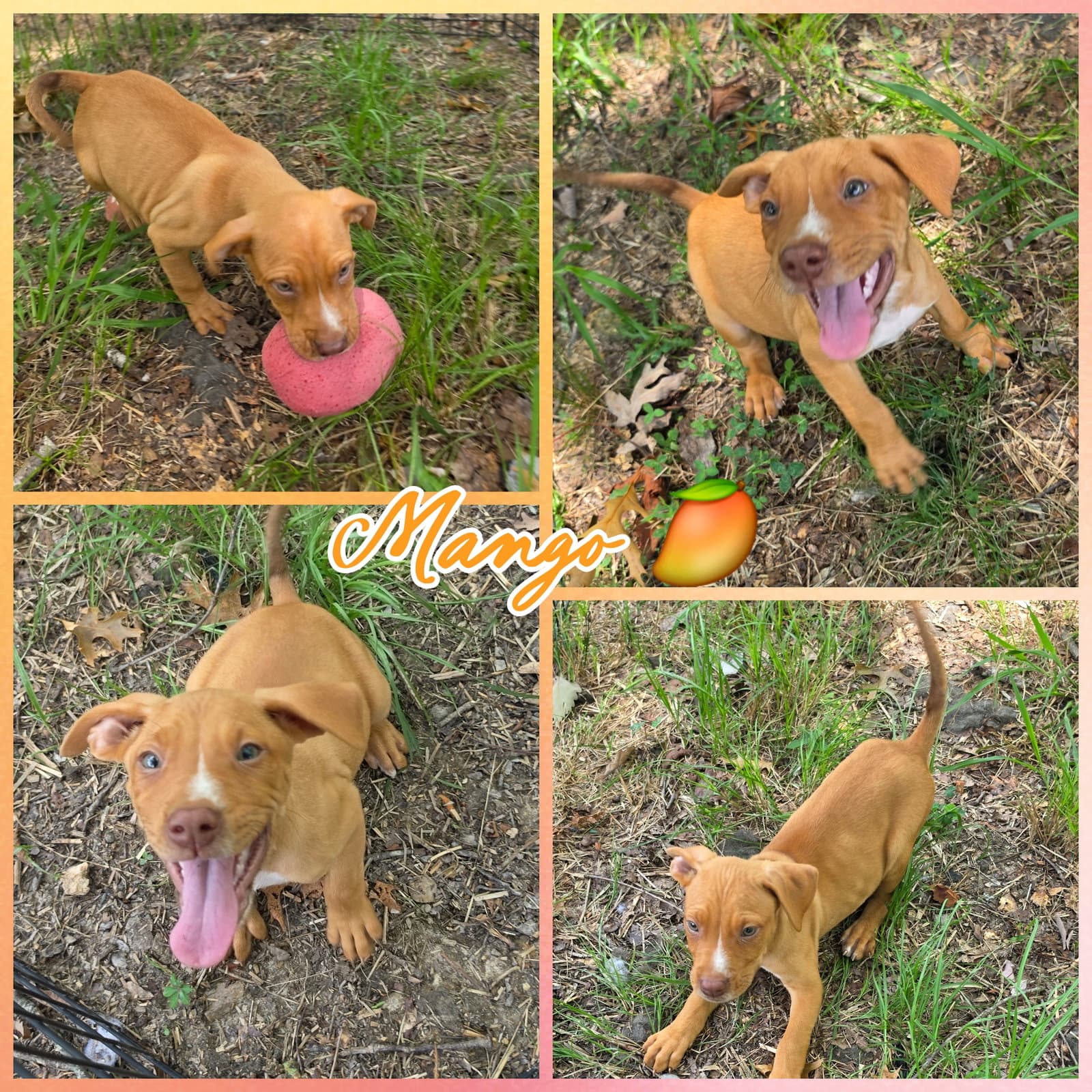 Mango - Labrador Retriever