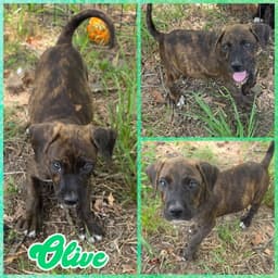 Olive image 1
