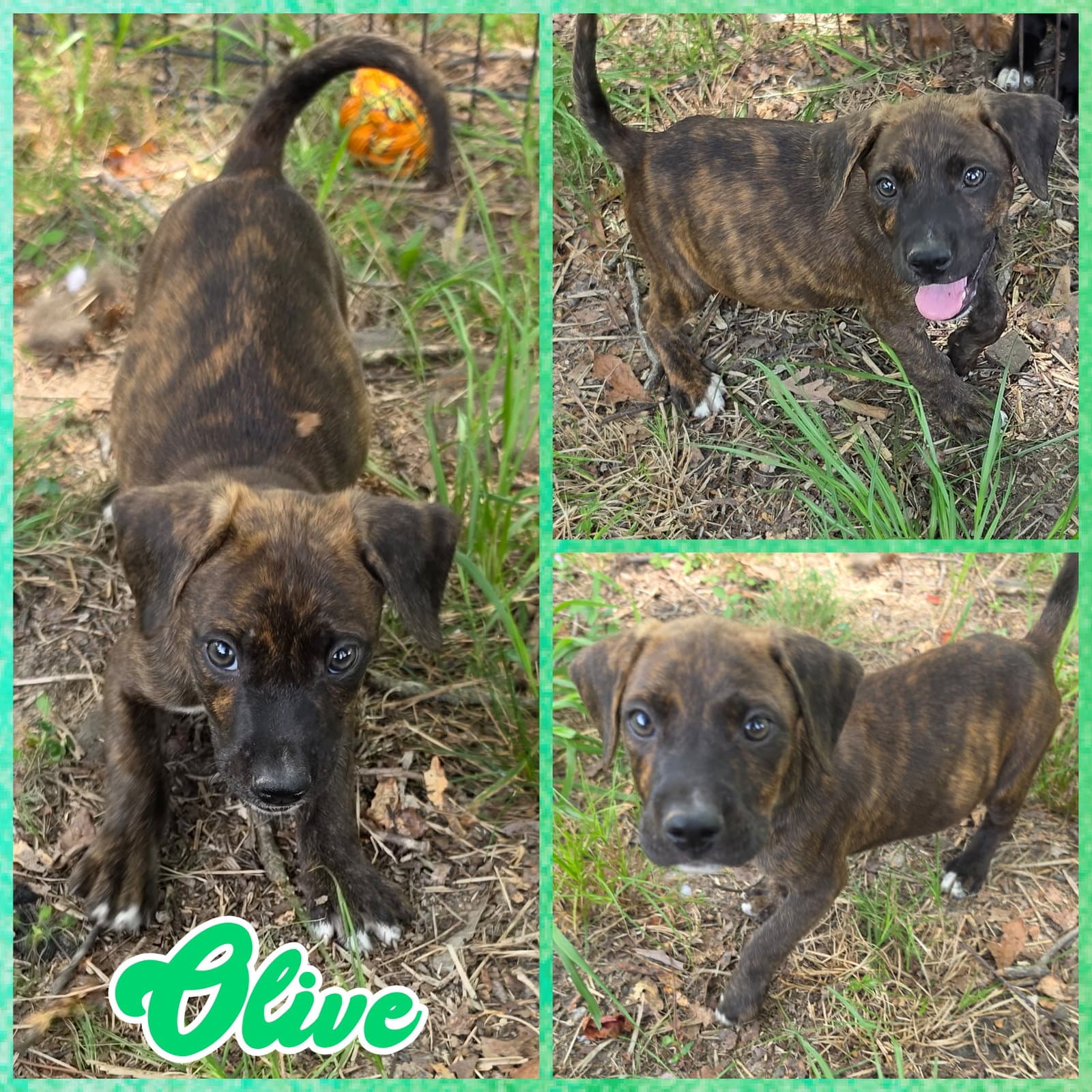Olive - Labrador Retriever