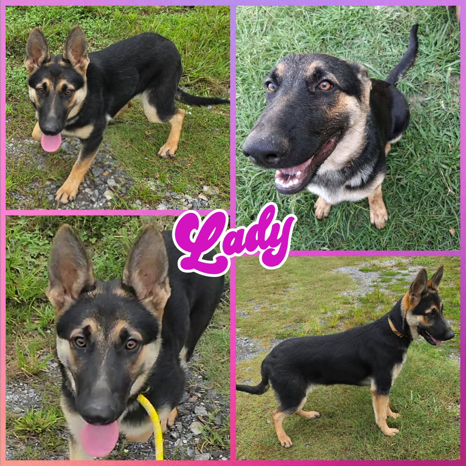 Lady