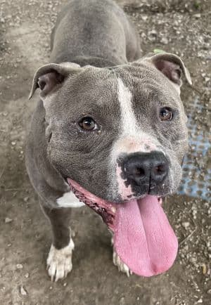 Felony - Pit Bull Terrier