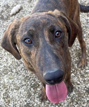 Ralphie - Hound