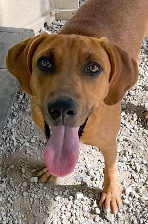 Cleo - Hound