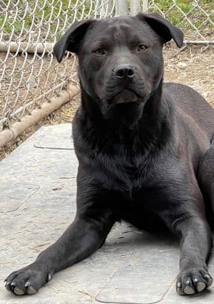 Ruger - Labrador Retriever