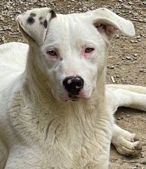 Spot - Labrador Retriever
