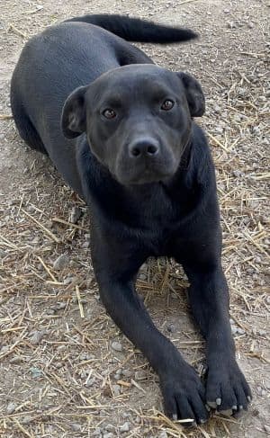 Colt - Labrador Retriever
