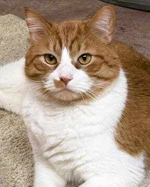 Jojo - Domestic Short Hair