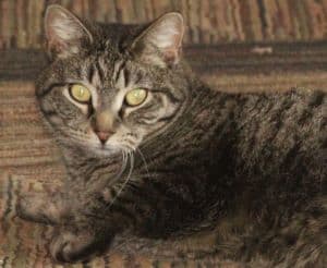 Twister - Domestic Short Hair