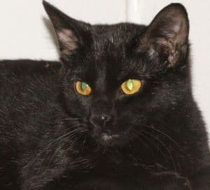 Gargamel - Domestic Short Hair