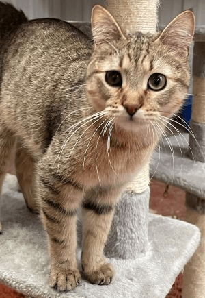 Dale - Domestic Short Hair