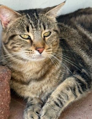 Missy - Domestic Short Hair