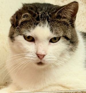Califlower - Domestic Short Hair