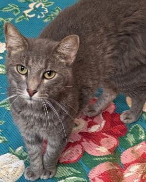 July - Domestic Short Hair