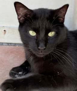 Licorice image 1