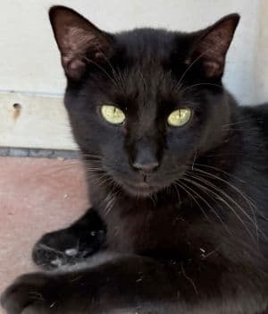 Licorice - Domestic Short Hair