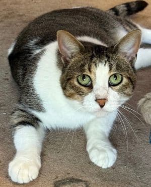 Idaho - Domestic Short Hair