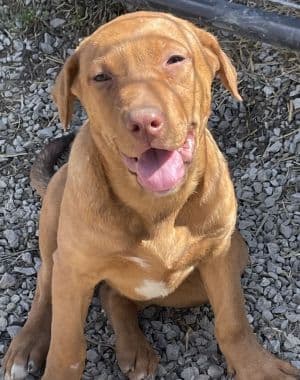 Kali - Labrador Retriever